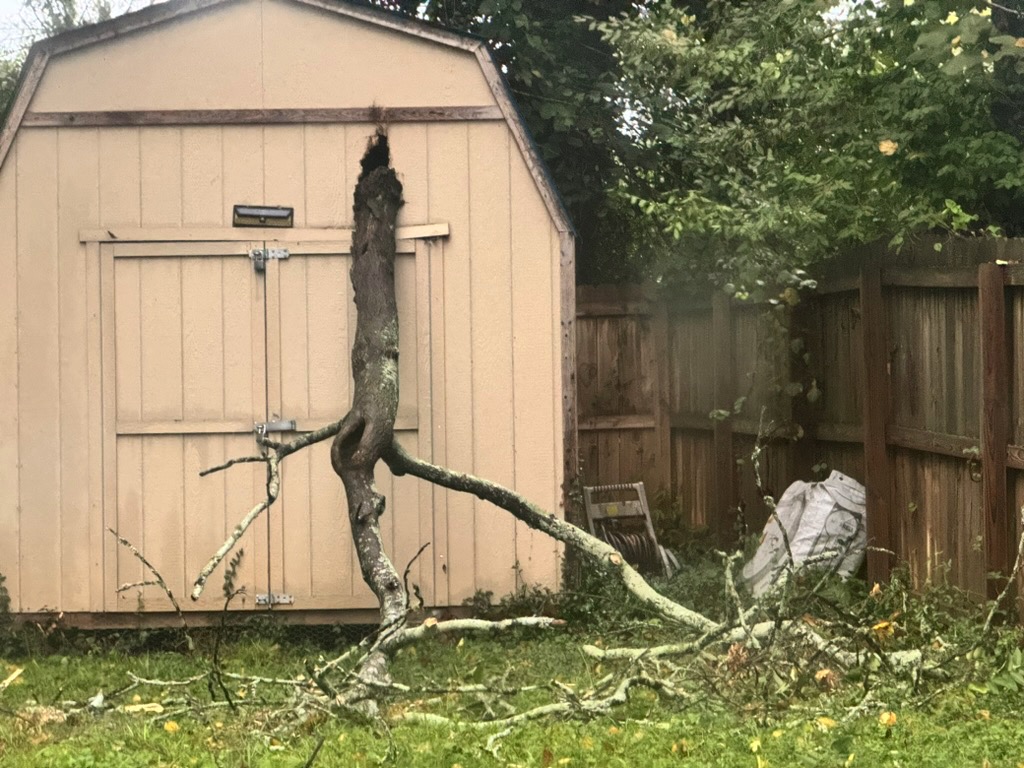 tree-top-damages-wood-shed.jpg